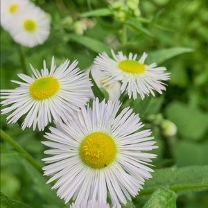 Meet your Posher, Gia